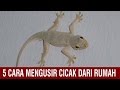 5 Cara Efektif Mengusir Cicak di Rumah, Dijamin Tidak Balik Lagi!