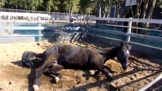 【競馬】第二のストーリー - 乗馬を引退して悠々自適のテンパイ - netkeiba.com