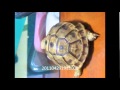 Fire Ball  Wonderfulu days wmv