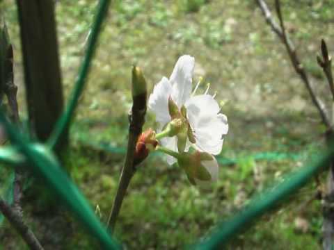リュ・シウォン 桜 - YouTube