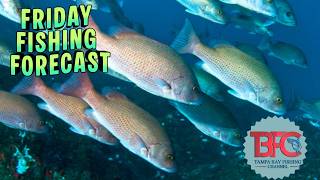 Tampa Bay Friday Fishing Forecast!