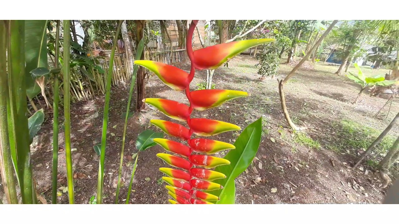 #PEDROPARRA SÚPER GANGAZO HERMOSA PROPIEDAD #CAMPESTRE EN VENTA CALI VIA KILOMETRO 30