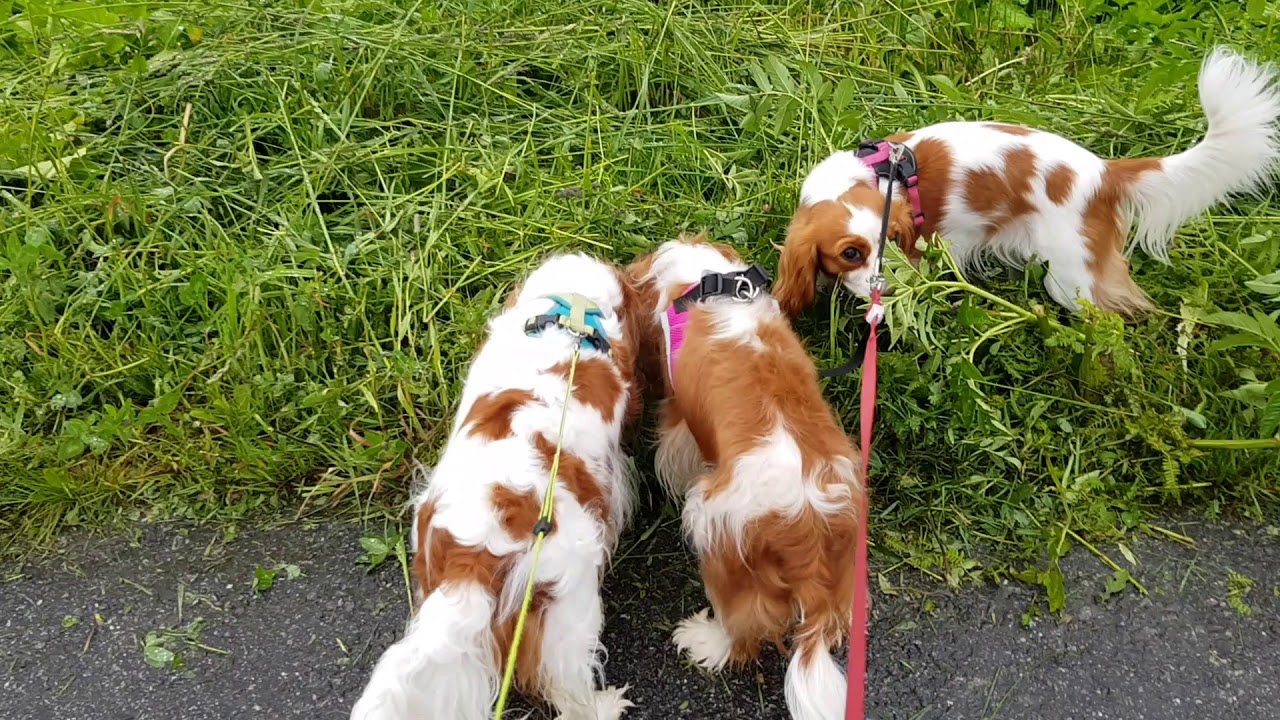 pregnant cavalier king charles spaniel