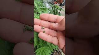 Just looking at the plants