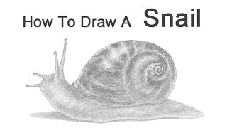How to Draw a Snail