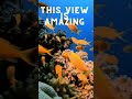 The view everyone wants in their saltwater aquarium  nanoreeftank reeftank saltwatertank