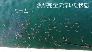 釣られた魚がまさかの結果に(330話目)