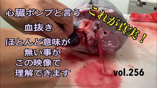 【衝撃事実】魚に心臓ポンプ血抜きはほとんど意味が無い編 vol.256