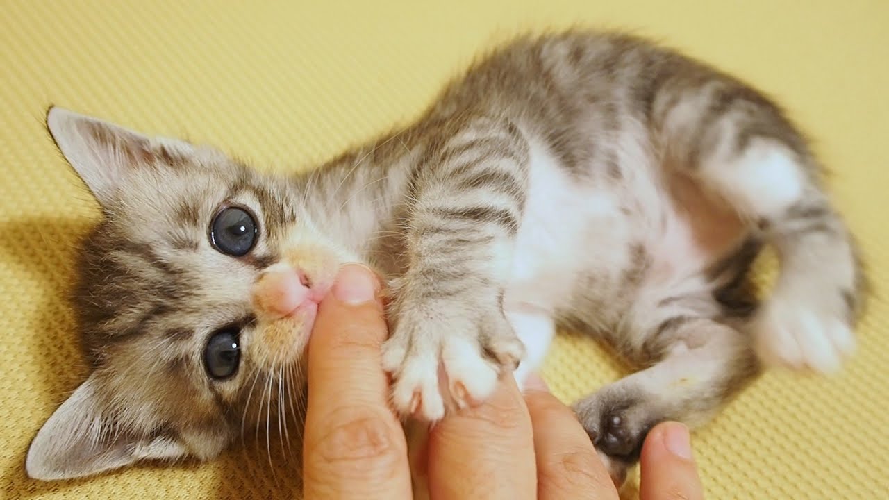 ソファーの魅力に取り憑かれた子猫達。全力のソファー争奪戦がとっても