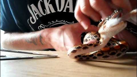 How to assist feed a snake