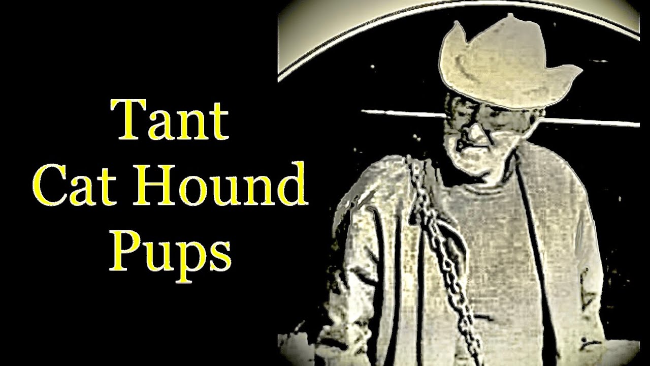 Puppies Hunting Bobcat: Bergin Riddle re-telling a Charlie Tant (Lion Hunter) Story. Plus Comments