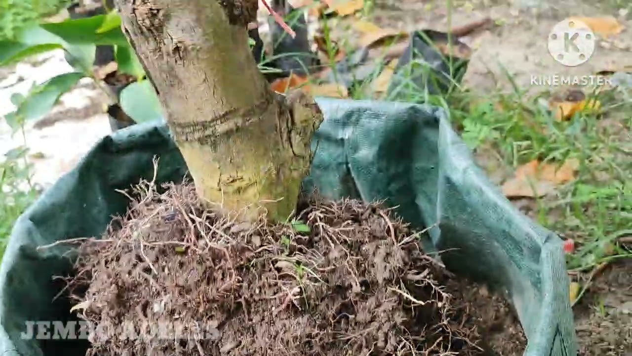 Cara memanfaatkan dongkelan pohon Jambu @Jembo Adeles