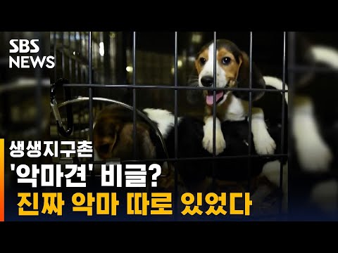 #Shorts &amp;#39;악마견&amp;#39; <strong>비글</strong>?…진짜 &amp;#39;<strong>악마</strong>&amp;#39;는 따로 있었다 / SBS / 생생지구촌