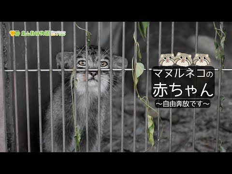 かとうゆみ　マヌルネコ マヌルネコの仔3頭の愛称投票を行います！｜新着のお知らせ