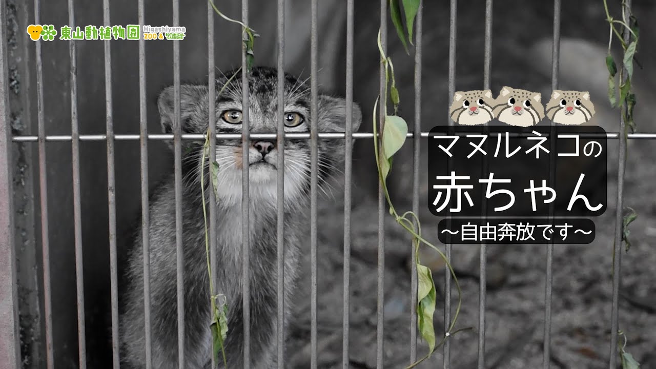 【東山動植物園公式】マヌルネコの赤ちゃんたち〜自由奔放です〜《 マヌルネコ 》