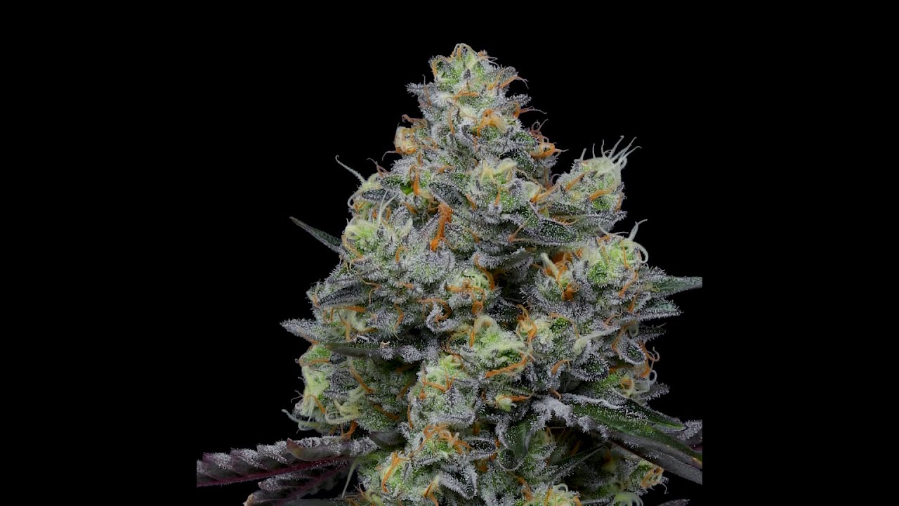 Cheetah Piss Zoom In 360