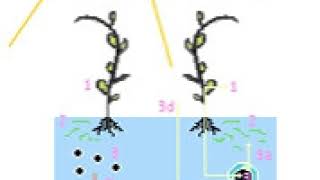 Biological fuel cell | Wikipedia audio article