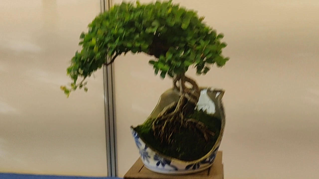 Bonsai tree exhibit YouTube