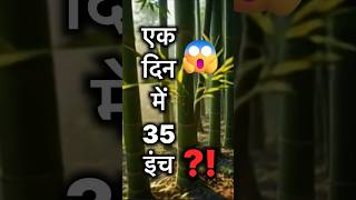 ये पौधा एक दिन में 35 इंच बढ़ता है 😱 | Nature Glitch #facts #science #bamboo #shorts #viral