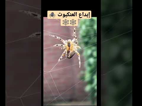 ابداع العنكبوت في نسج خيوط بيتها حشرات   