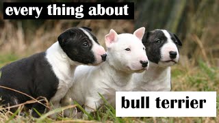 Things Only Bull Terrier Dog Owners Understand by Animal Explorer 454 views 1 year ago 4 minutes, 7 seconds