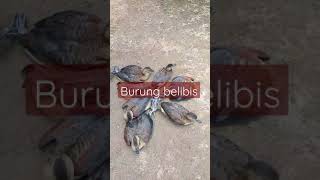 Burung belibis