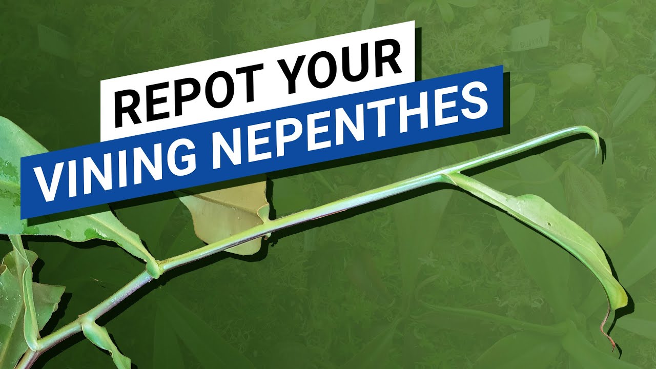 ️ How to Repot a Nepenthes that Start Vining? How to make sure the