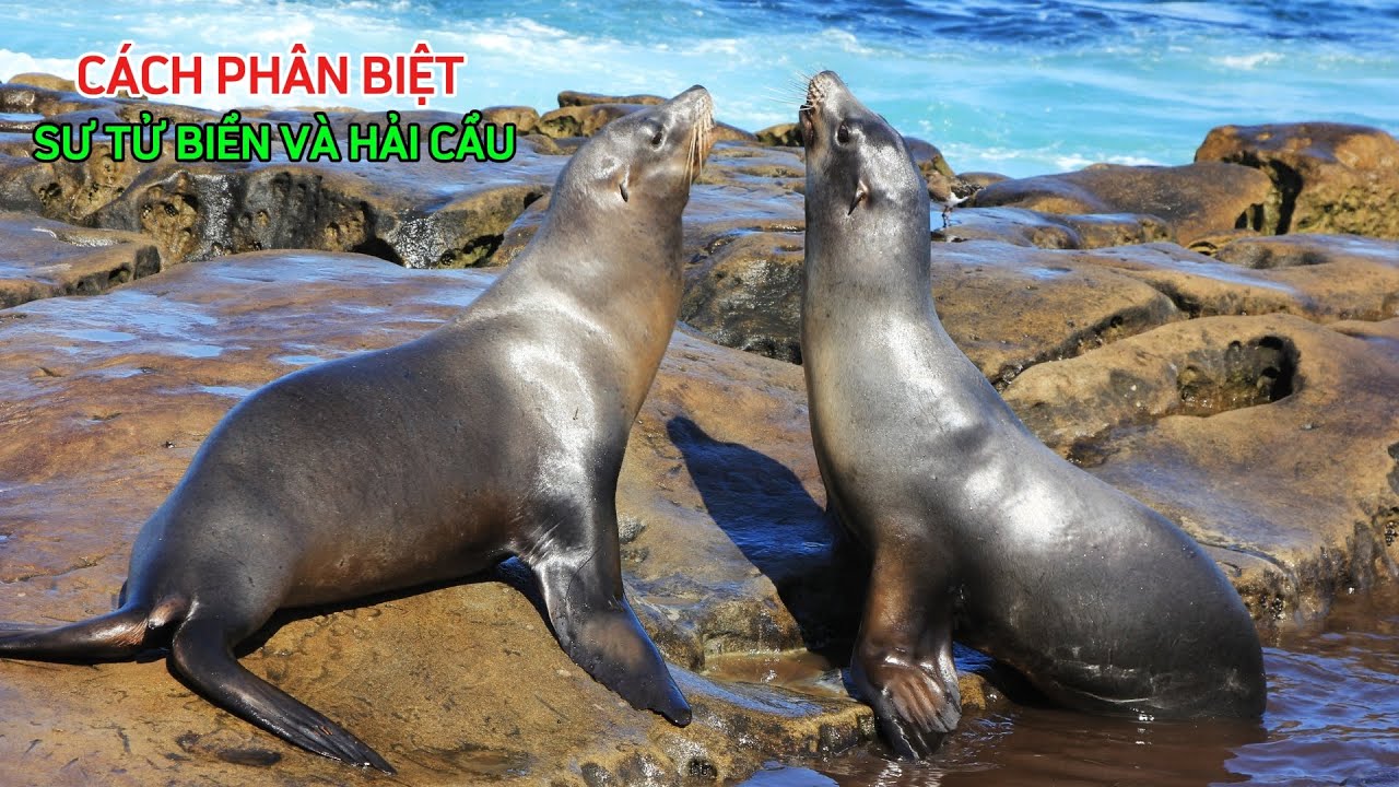 Don't Confuse Seals and Sea Lions: How to Tell Them Apart at a Glance!