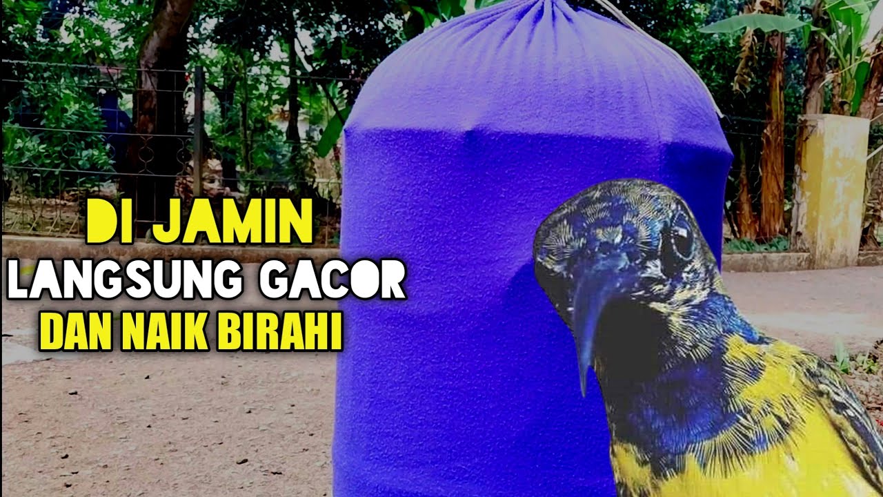 INI CARA YANG BENAR | Terapi Sauna Untuk Burung Sogon