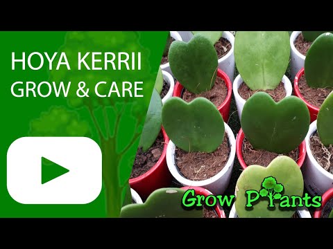 Hoya kerrii - grow & care (Sweetheart Wax flower)