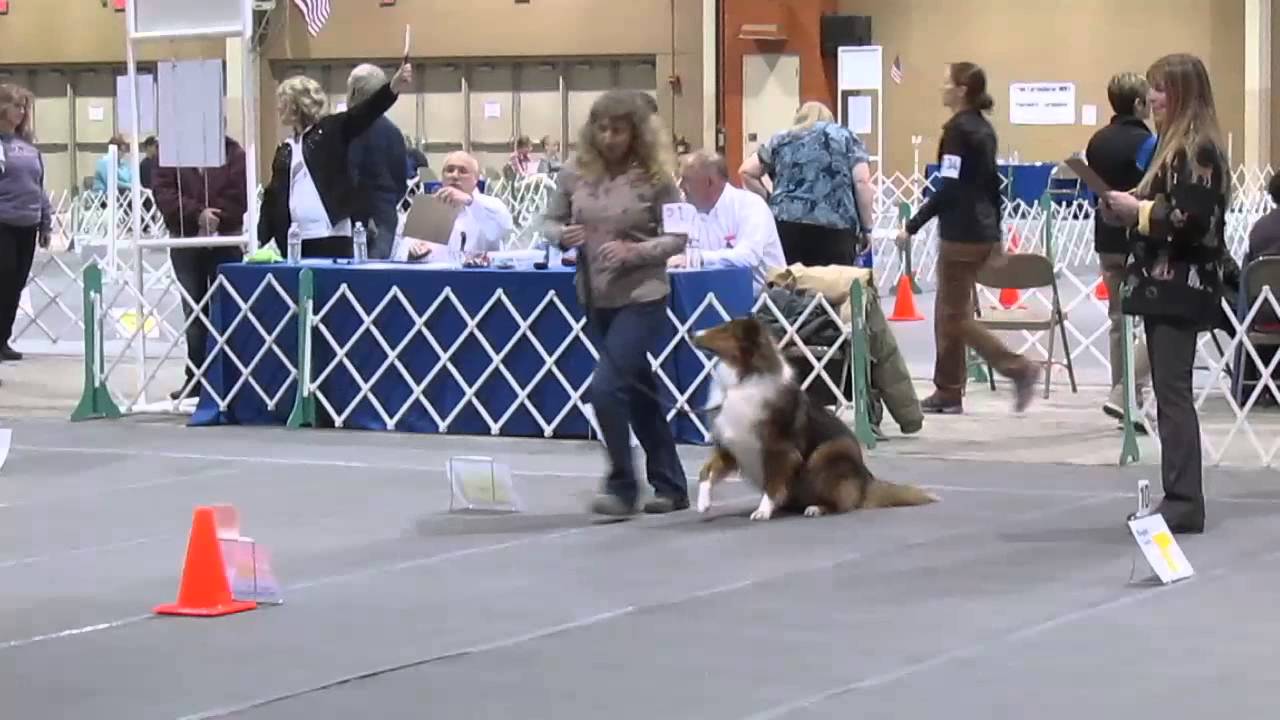 2014 AKC Rally Nationals Round 1 2 In Novice With Rough Collie YouTube 2014-akc-rally-nationals-round-1-2-in-novice-with-rough-collie-youtube