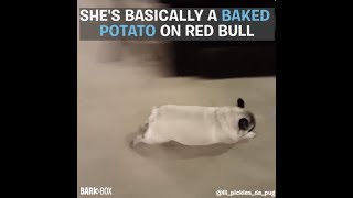 Pickles the Pug Is Basically a Baked Potato On Red Bull | DOGS YOU SHOULD KNOW