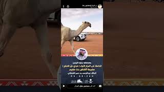 مضيمة الشقح بنت مضيم ل عبدالرحمن بن عمير بن فهد القحطاني الحاصله على المركز الأول فردي دق الشقح 2022