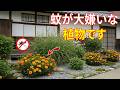 この10種類の植物を家に植えるだけで、蚊は二度と近づかなくなります！