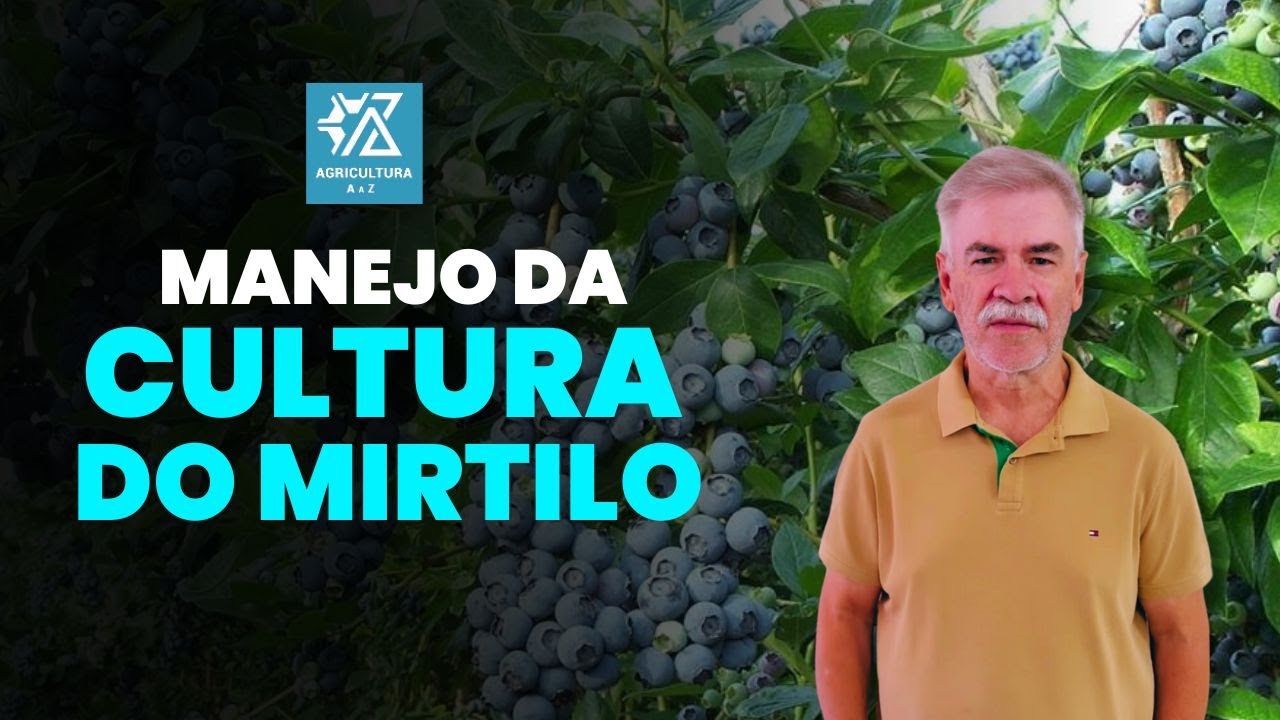 Como Cultivar Mirtilo da Forma Correta – Dicas para Produzir com Sucesso!