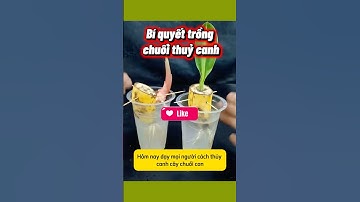 Bí Quyết Trồng Chuối Thuỷ Canh Đơn Giản - Chuối Lớn Nhanh, Ít Sâu Bệnh | Cách Trồng Cây