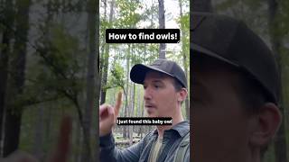 How To Find Owls Baby Barred Owl