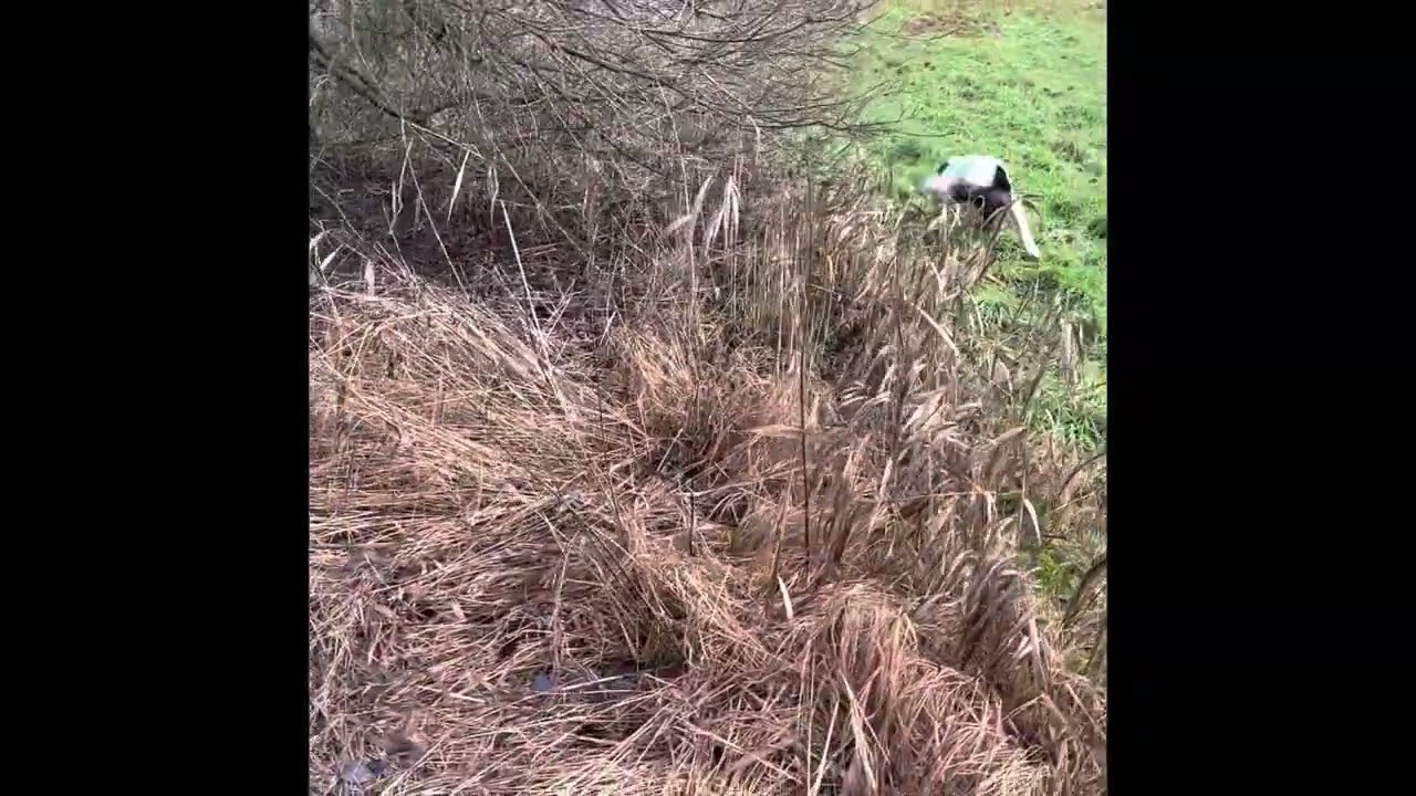 Ria 21 months - Hunting