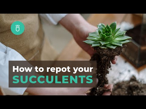Video: How To Transplant Succulents? Correct Transplantation Of A Succulent After Buying Into Another Pot In Winter At Home
