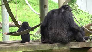 June 2021 Tama zoo chimps Baby Plum プラムの冒険心に火がつき始めた