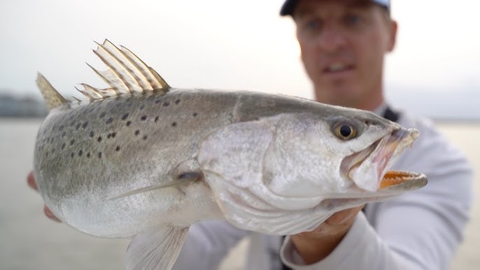 HOW TO CATCH SPECKLED TROUT (Sea Trout) - TUTORIAL and EVERYTHING
