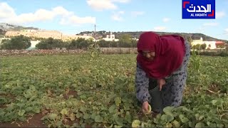 فلسطين | انطلاق موسم قطف ثمار الفقوس وكأنه عرس في قرية دير بلوط