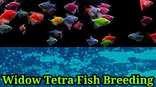 How To Breed Widow Tetras | Glow Fish Breeding