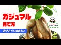 ガジュマルの育て方   選び方から剪定まで