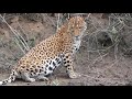 Wild Jaguar Peru 2019