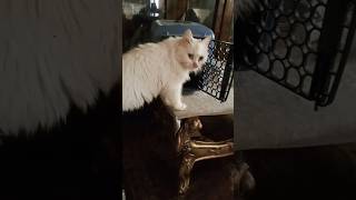 القطط الشيرازى البيور البيضاء كيتى meaw meaw cute / kitten cutecat