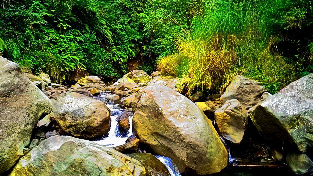 Pleasant Sound of a Flowing Stream, the Whispers of Small Birds - Melody of the Nature