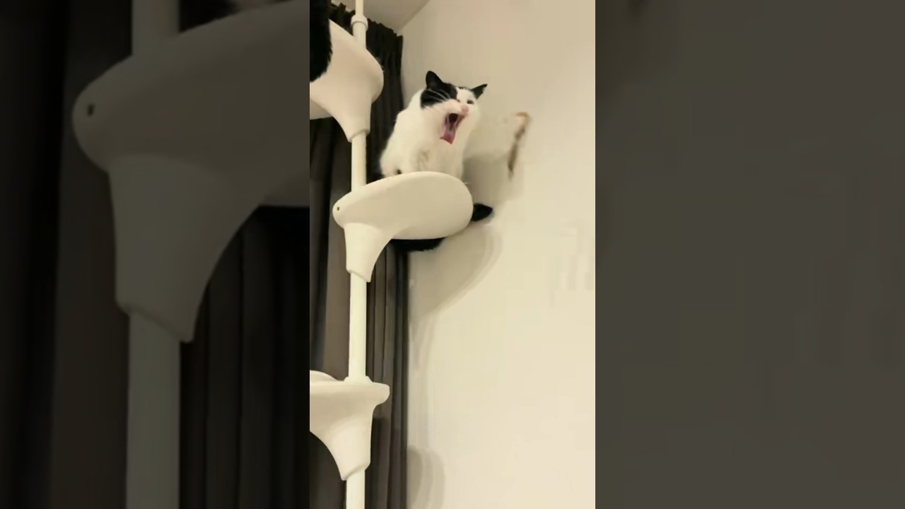 Cat Launches Vomit Onto Couch From Cat Tower Perch