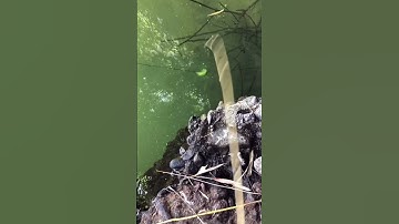 Câu cá suối #daohungvlog #fishing #cauca #fish #caucasuoi #carpfishing #shortvideo