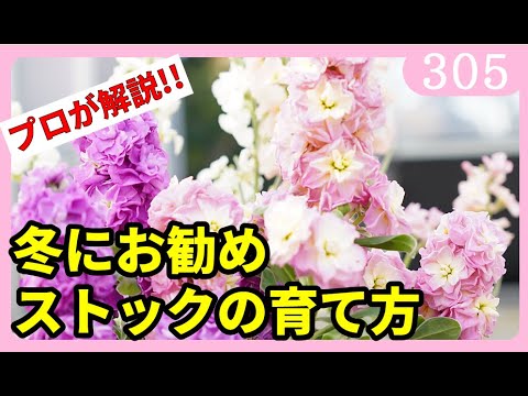 生産プロが解説 ストックの育て方 園芸 ガーデニング 初心者 ｂｙ園芸チャンネル 305 Youtube